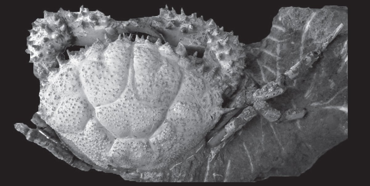 Dr. Adiel Klompmaker @paleoadiel.bsky.social (@paleoadiel) on Twitter photo Article alert‼️ What do fossil decapod crustaceans look like? A new, open access Treatise on Invertebrate Paleontology chapter describes and illustrates the morphology of adult decapods. 🦀 Short news story: t.ly/Dxxev. #FossilFriday <a href="/uamuseums/">UA Museums</a> <a href="/UAMNH/">Alabama Museum of Natural History</a> #paleontology Article alert‼️ What do fossil decapod crustaceans look like? A new, open access Treatise on Invertebrate Paleontology chapter describes and illustrates the morphology of adult decapods. 🦀 Short news story: t.ly/Dxxev. #FossilFriday <a href="/uamuseums/">UA Museums</a> <a href="/UAMNH/">Alabama Museum of Natural History</a> #paleontology