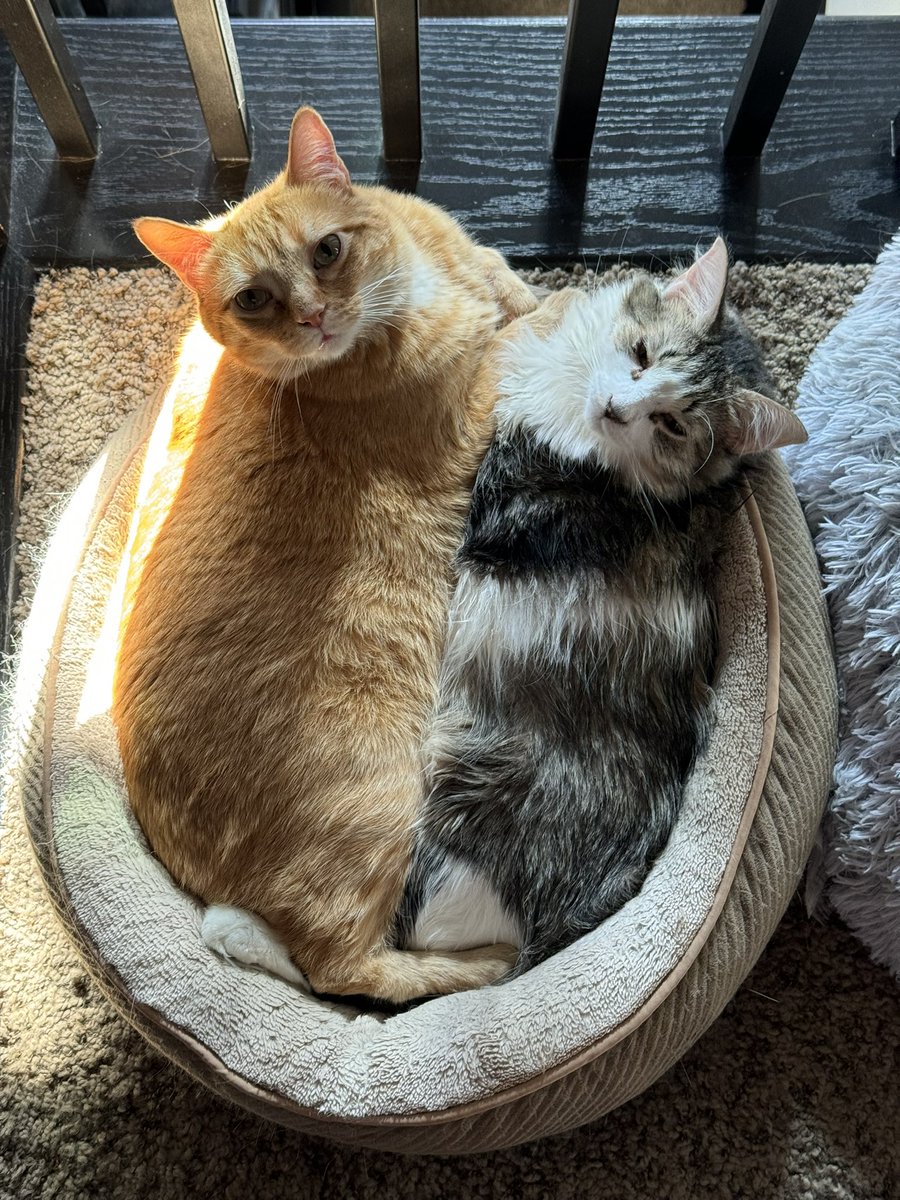 Cuddling in a sun puddle! Big brother Simba hanging out with me. #CatsofTwittter