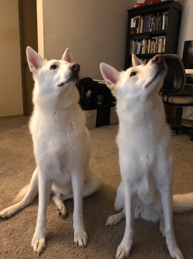 "Apartment complex thinks we only have one dog. We walk them separately to save on pet rent." 😊