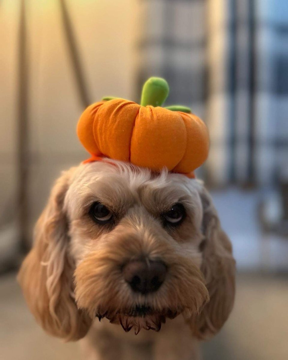 79Geraldine's tweet photo. Ralph is not impressed with his hat his human sister bought him today 🙄🙄  😂 @PetsatHome #Halloween #cockapoo https://t.co/vE0HdT7rhc