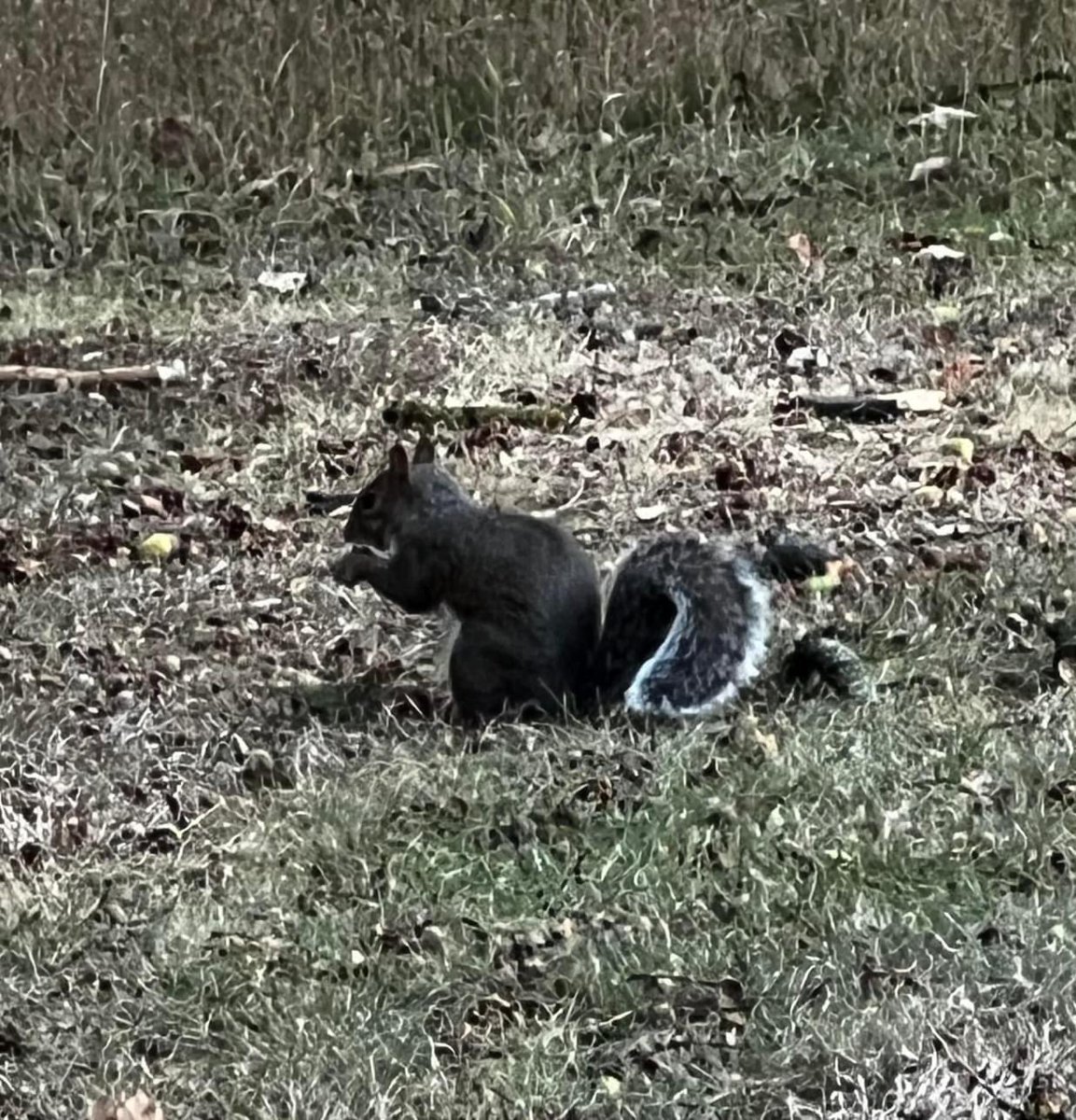 Professor Camille Cronin (@camillecronin) on Twitter photo Walking through campus squirrels 🐿️ 🐿️ scurrilous 🐿️ and acorns <a href="/Uni_of_Essex/">University of Essex</a> with <a href="/RhondaWilsonMHN/">Prof Rhonda Wilson CMHN #MHNurseProud</a> <a href="/ofmsnowlondon/">Anisa Salim</a> <a href="/r_a_knight/">Rachael-Anne Knight</a> <a href="/WinEboh/">WinifredEboh</a> Walking through campus squirrels 🐿️ 🐿️ scurrilous 🐿️ and acorns <a href="/Uni_of_Essex/">University of Essex</a> with <a href="/RhondaWilsonMHN/">Prof Rhonda Wilson CMHN #MHNurseProud</a> <a href="/ofmsnowlondon/">Anisa Salim</a> <a href="/r_a_knight/">Rachael-Anne Knight</a> <a href="/WinEboh/">WinifredEboh</a>