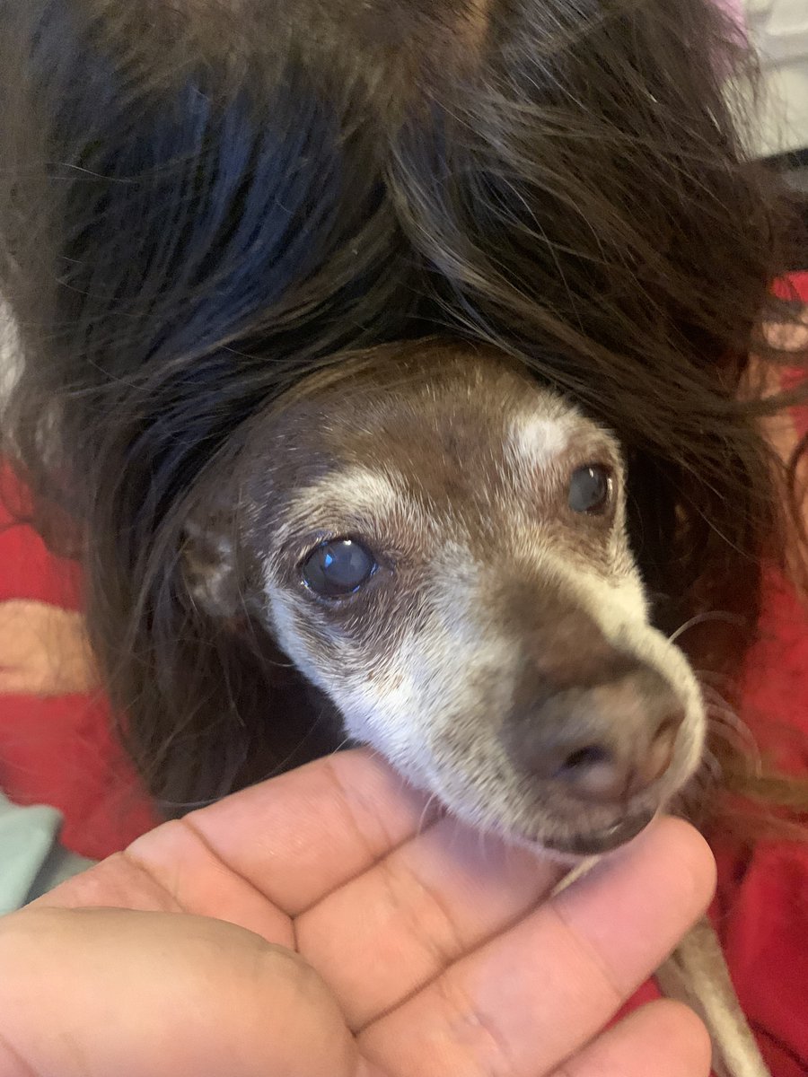 Peter J. Kuo (he/him) #BLM tweet media