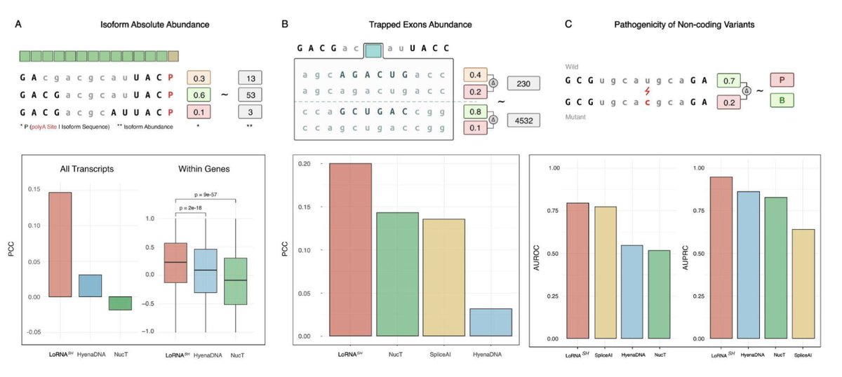 Use of 26 <a href="/PacBio/">PacBio</a> Iso-Seq cell line data to build a RNA foundation model LoRNA to predict transcriptome architecture, including isoform abundance, exonic structures, and variant pathogenicity. #bioinformatics 

biorxiv.org/content/10.110…