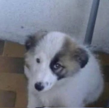 bisi sorucam
ceylin mercan olmadan 2 sene boyunca nasil dayandi ciddi sorudur