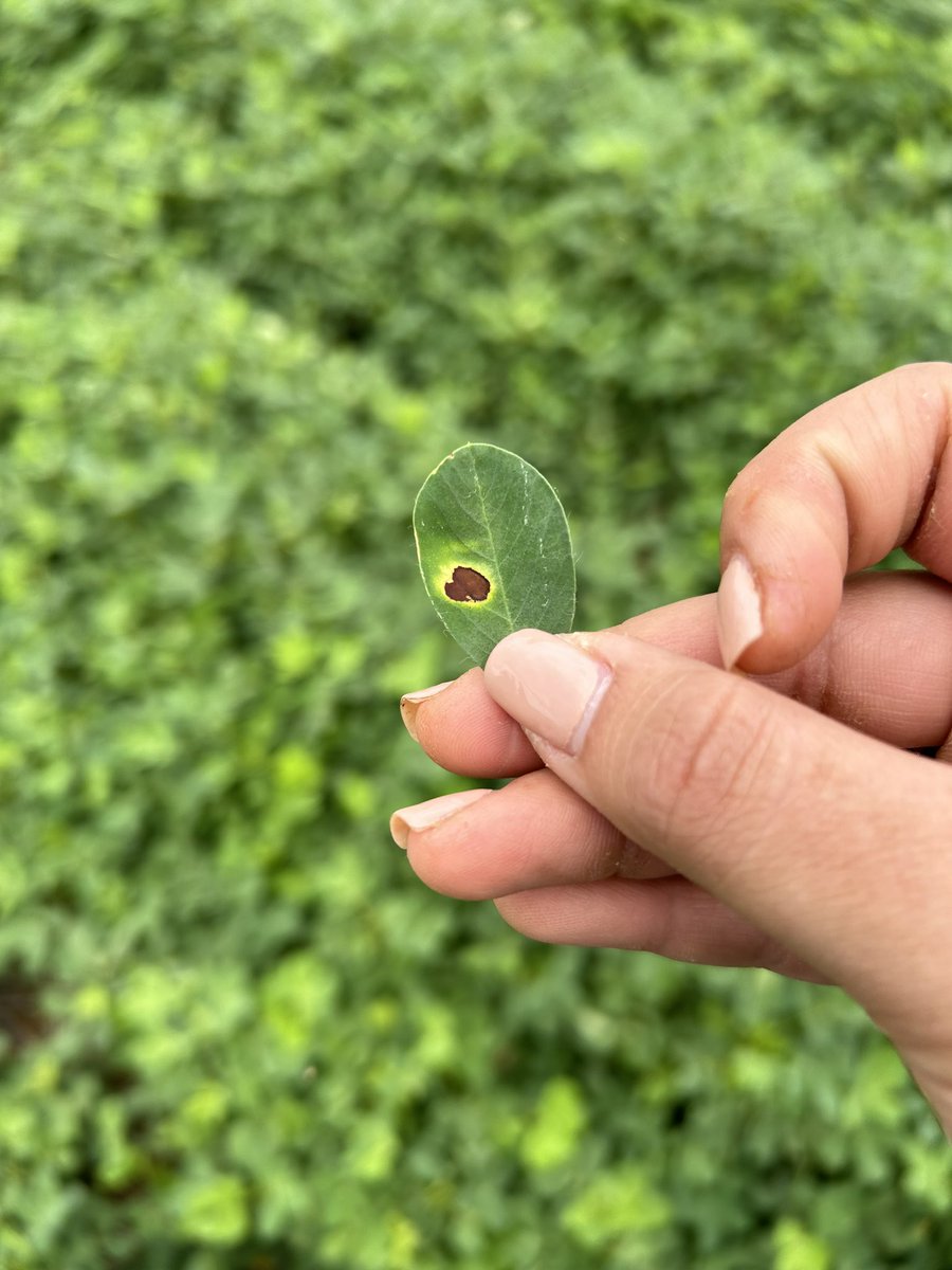 Itsreginayo's tweet photo. It’s always a fun day when looking at crop diseases 😜🥜 #plantpathology #leafspot #whitemold #peanuts https://t.co/uNlsLBkC45