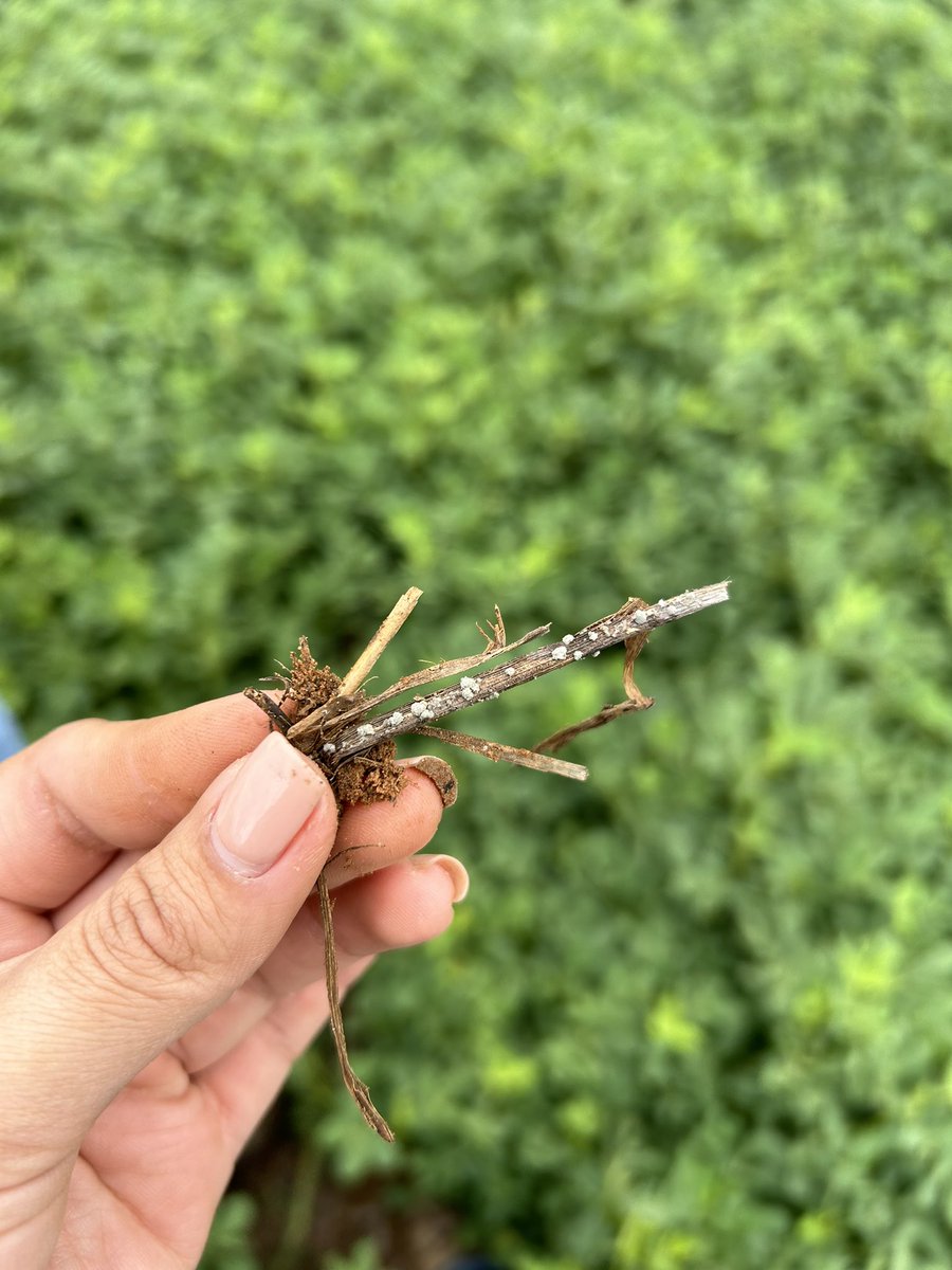 Itsreginayo's tweet photo. It’s always a fun day when looking at crop diseases 😜🥜 #plantpathology #leafspot #whitemold #peanuts https://t.co/uNlsLBkC45