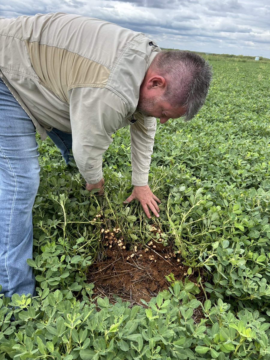 Itsreginayo's tweet photo. It’s always a fun day when looking at crop diseases 😜🥜 #plantpathology #leafspot #whitemold #peanuts https://t.co/uNlsLBkC45