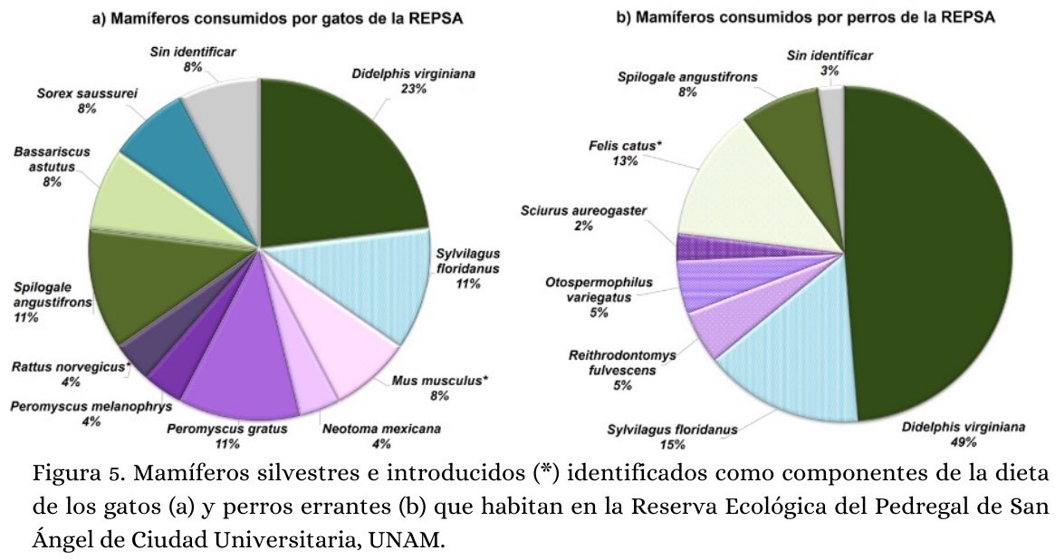 RevMexBio's tweet photo. Algunas especies endémicas de México o en riesgo son parte de la dieta de perros y gatos errantes del Pedregal de San Ángel. 
Leer más en: https://t.co/6PJ85CEWUy https://t.co/T64jh5bADq