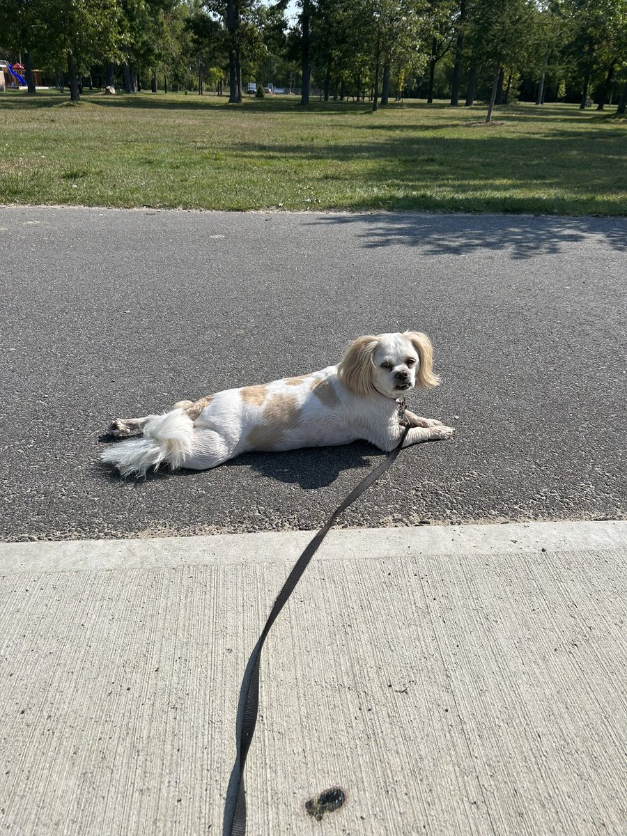 <a href="/iaindwelch/">iain welch</a> Nothing but sunshine!☀️🐶💦
#hoorayfordogs #boops