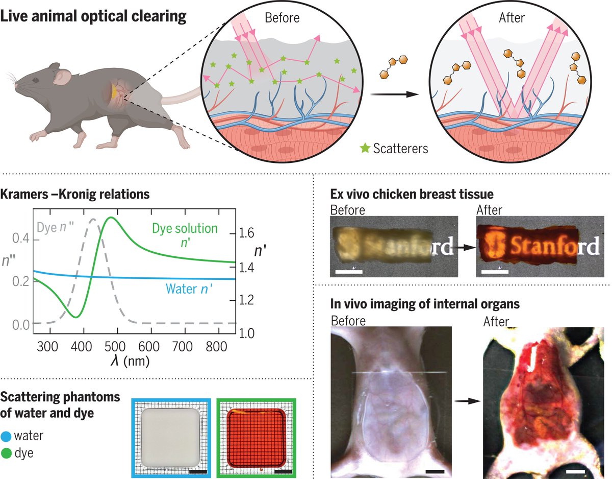 Fabian F. Voigt (@voigtvision) on Twitter photo Long awaited (thanks <a href="/JamesDManton/">James Manton</a> for posting the patent application!) and now out in <a href="/ScienceMagazine/">Science Magazine</a>: Using absorption to look deeper by <a href="/HongNeuroTech/">HongLab</a> - they achieved approx. 3 mm depth using the food dye tartrazine: #Microscopy
science.org/doi/10.1126/sc… Long awaited (thanks <a href="/JamesDManton/">James Manton</a> for posting the patent application!) and now out in <a href="/ScienceMagazine/">Science Magazine</a>: Using absorption to look deeper by <a href="/HongNeuroTech/">HongLab</a> - they achieved approx. 3 mm depth using the food dye tartrazine: #Microscopy
science.org/doi/10.1126/sc…