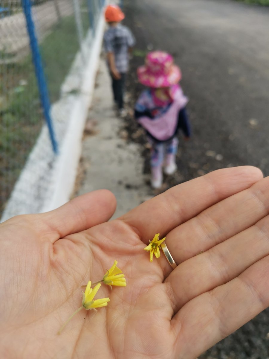 Le hubiera mandado esta foto y usted me hubiera dicho que soy afortunada y que a usted le gustaría que le regalaran flores 🥹