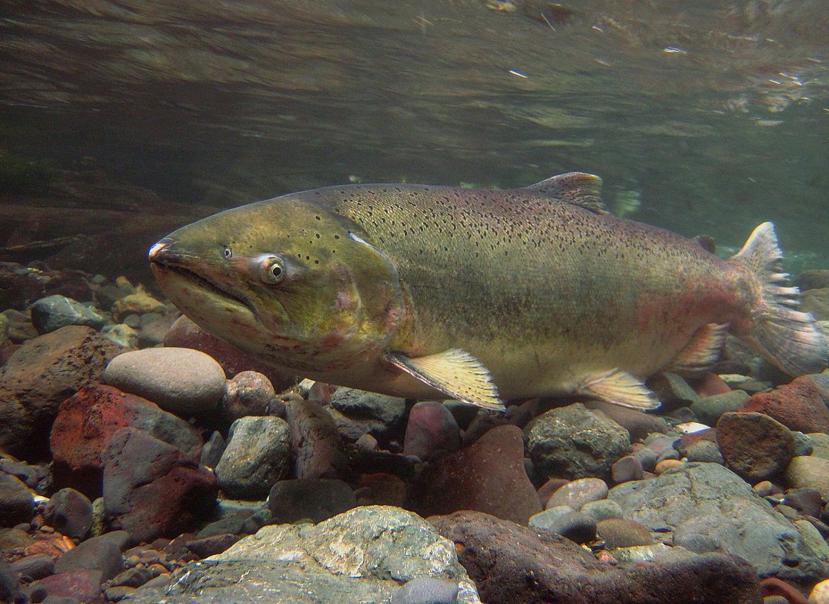 🌊🐟 Dive into the incredible journey of the Elwha River restoration! Once blocked by dams, this iconic river now flows free, and salmon are showing signs of recovery. 📈✨ bit.ly/3Xut8U7 Photo Credit: John McMillan