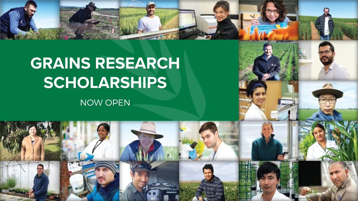 ✨ GRDC's Grains Research Scholarships are now open ✨

A GRS supports PhD candidates researching topics relevant to the Australian grains industry. 

Some areas we'd love more applications from this year include:

👨‍🌾 Behavioural science and extension
🌱 Plant pathology and