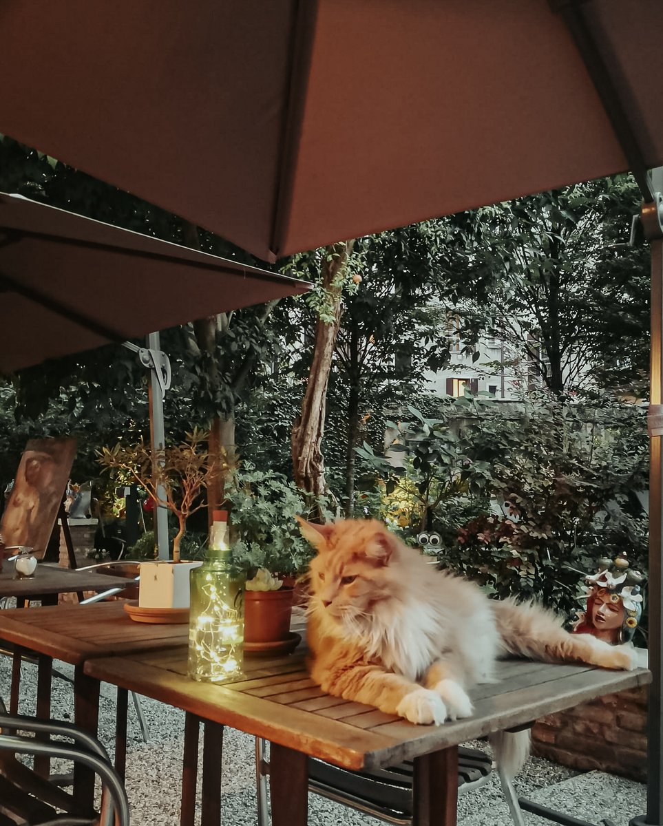 Favorite company at Cinque Teste's secret garden in the heart of Venice😍
#venezia #venice #gardeninvenice 🫒🌹🌸