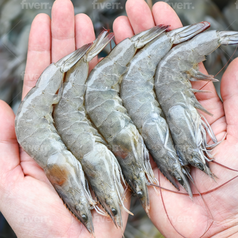 last_island's tweet photo. Last Island Wild Louisiana Shrimp are sustainably caught by generational fisherman. All of our shrimp are hand peeled, chemical free, and packaged using ocean-friendly materials before being delivered to your door. Healthy &amp; sustainable never tasted to good!