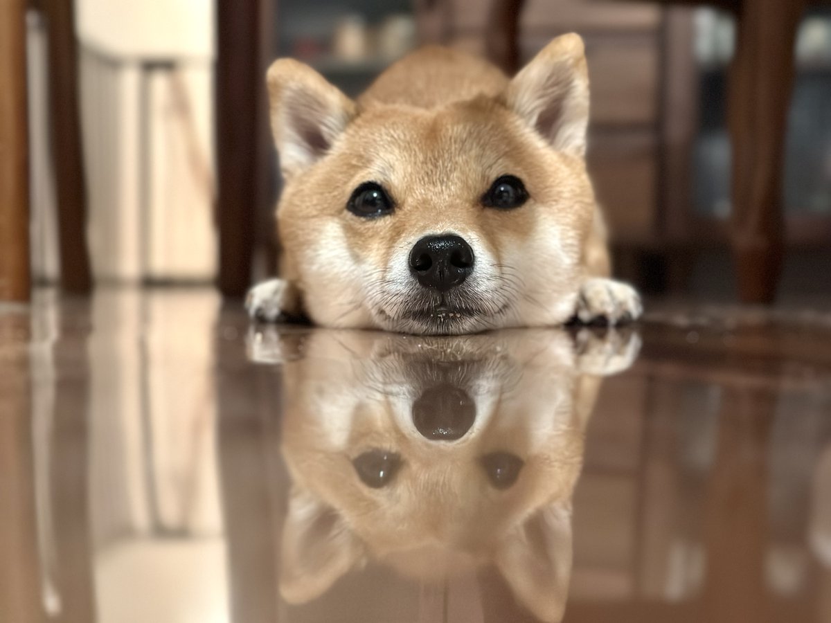 豆柴タマ (@mameshiba__tama) / Posts / X