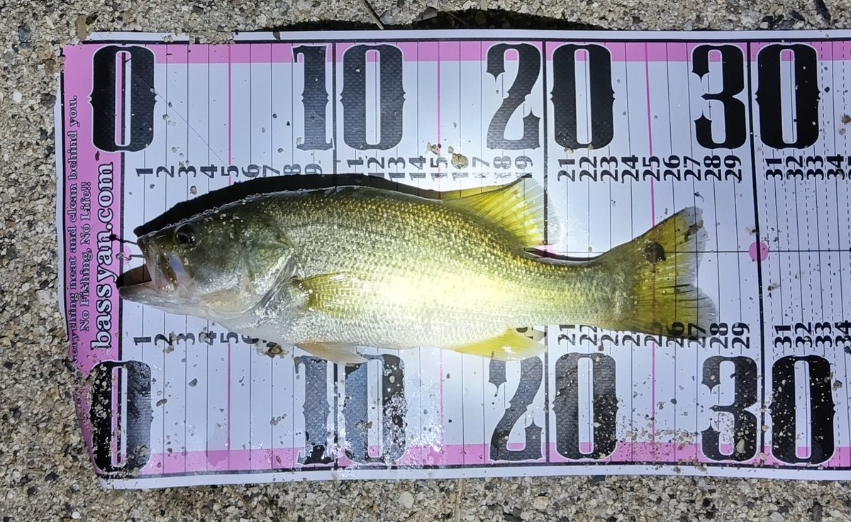 秋めいてきたぁーー！！
(サイズが落ちてきた🫠)