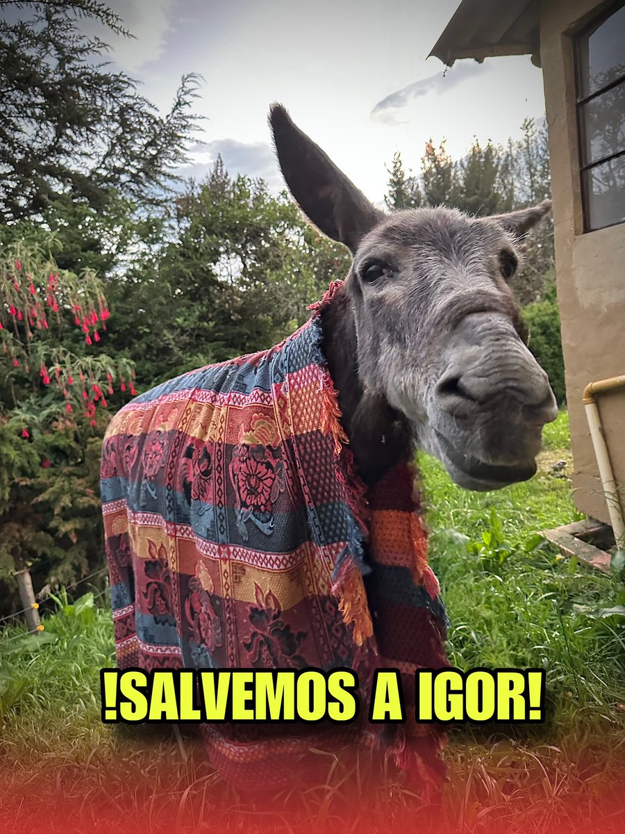 IGOR NOS NECESITA 🙏🏻
ABRIMOS HILO 🧵 
Lastimosamente no han sido buenas las noticias sobre nuestro burrito Igor, el maltrato, el trabajo excesivo y los golpes a los que fue sometido le causaron daños irreparables 💔+