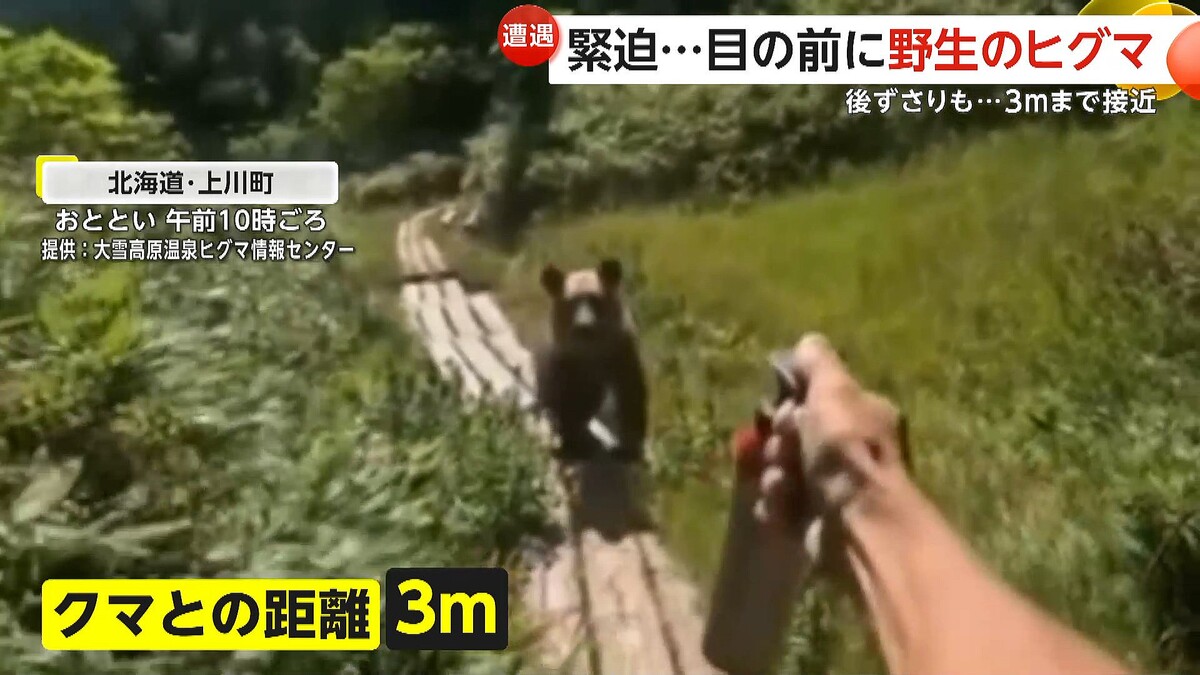 緊迫】登山道で体長1mのヒグマに追いかけられる…3mまで接近も無事