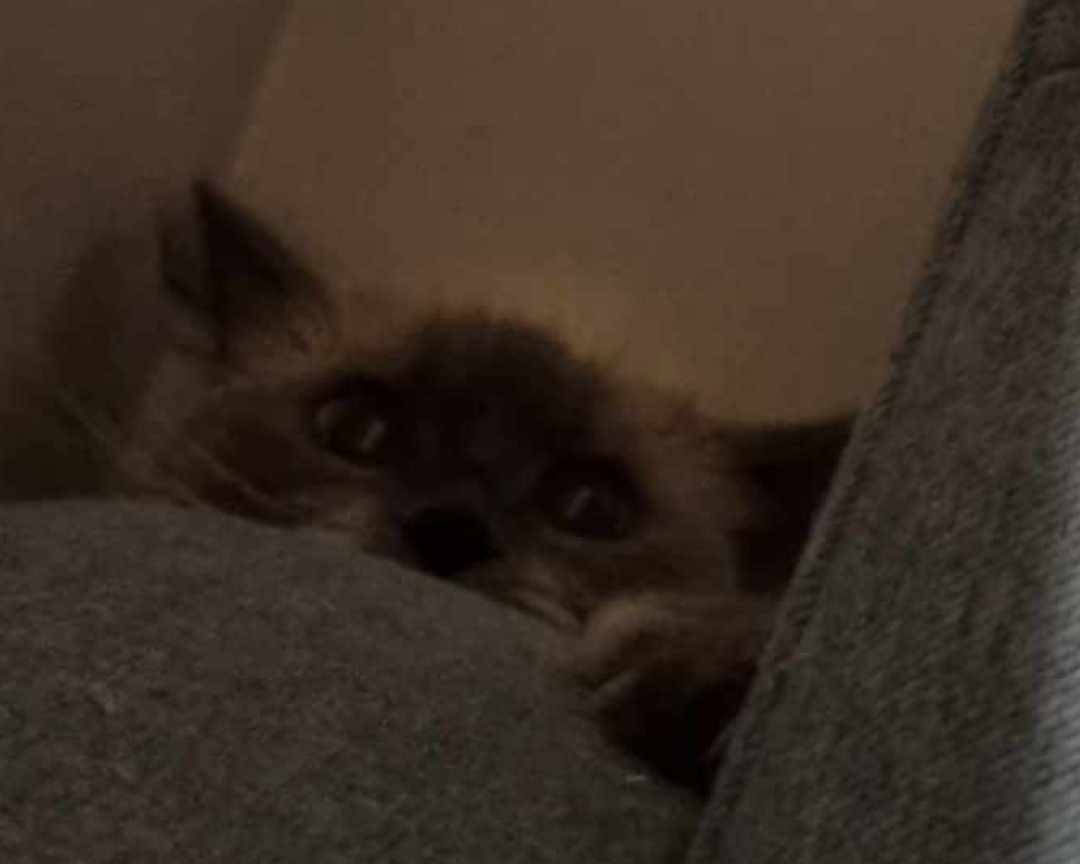 ʟɪǫᴜɪᴅ ʏʌᴏᴛᴢɪN.神 tweet media