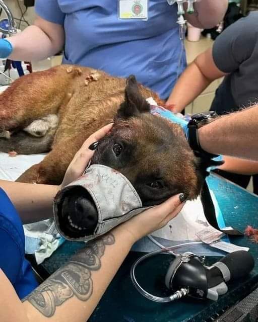 Please don't move without giving them a little Love!🥹🩷