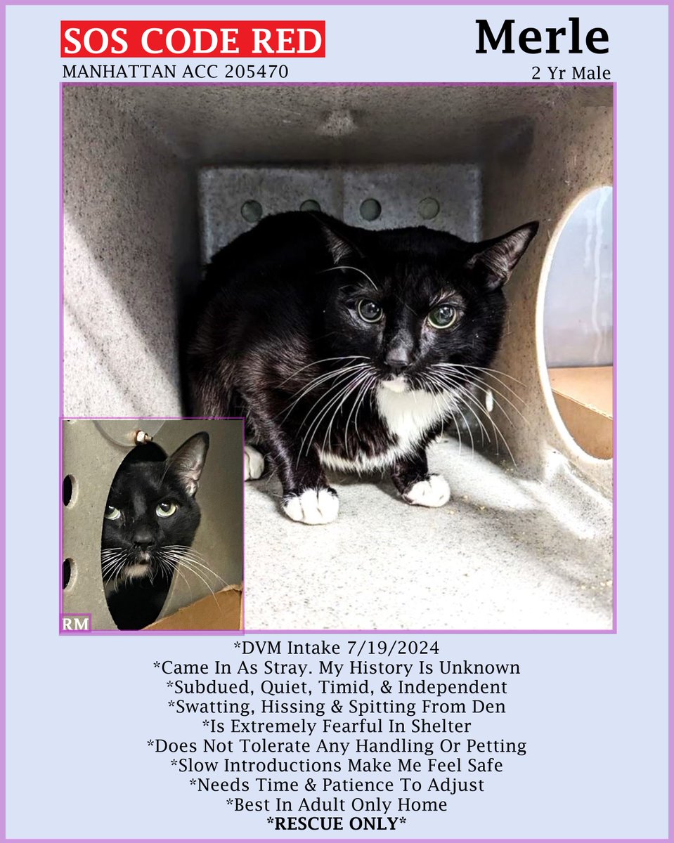 🆘CODE RED🆘TBD SAT 9/7/24🆘🙏🏾NEEDS PLEDGES🆘
💖SCARED 2YO BLACK &amp; WHITE KITTY "MERYL"💖
😿💔CAME IN AS STRAY, NOT THRIVING IN SHELTER
🚨NEEDS #RESCUE #FOSTER ASAP🚨
▶205470 facebook.com/photo/?fbid=93…
🚨NEW HOPE RESCUE ONLY🚨
🙏🏽#PLEDGE 2 #SAVEALIFE
#MANHATTAN #NYCACC #CAT