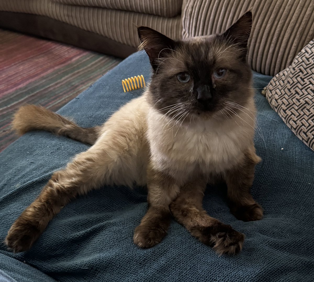 GarethMer's tweet image. Welcomed this little darling into my home today. Prince who is approx 8 has settled in like he’s alway been here. I’ve not long got into bed only to hear a little meow and feel him jump on the bed. I can now hear loud purring and can feel his weight on my feet 🐈 #CatsOfX