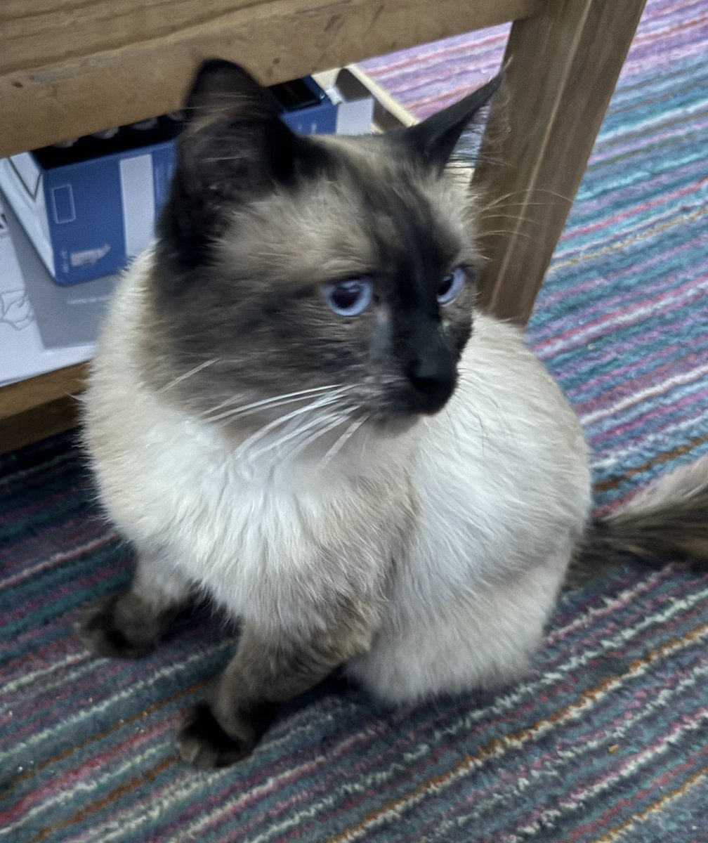 GarethMer's tweet image. Welcomed this little darling into my home today. Prince who is approx 8 has settled in like he’s alway been here. I’ve not long got into bed only to hear a little meow and feel him jump on the bed. I can now hear loud purring and can feel his weight on my feet 🐈 #CatsOfX