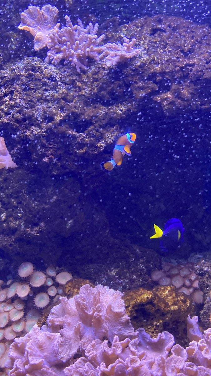 love4minii's tweet photo. found dory and nemo!! https://t.co/eNFdAo73Ua