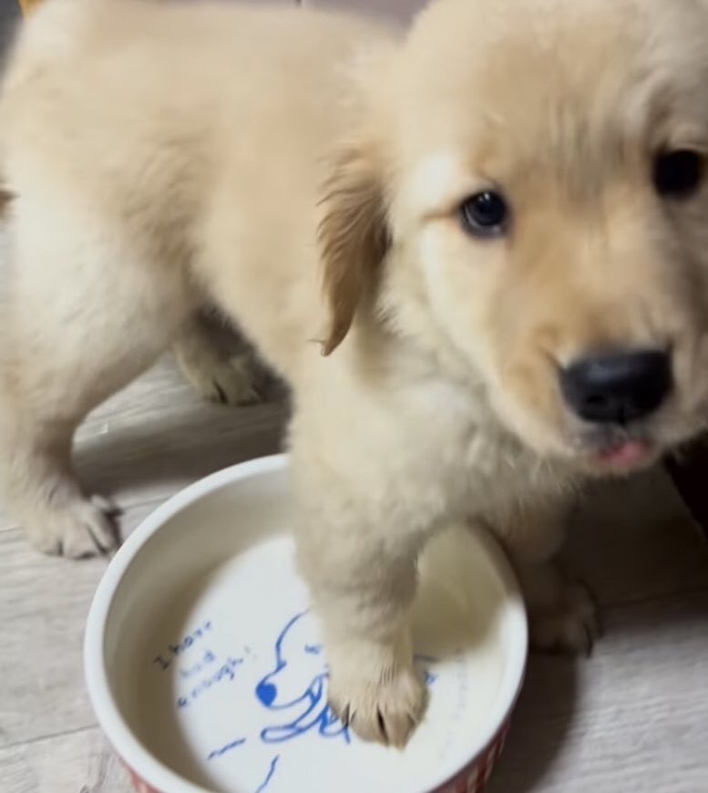 takemybear's tweet image. ถ้าไม่เทข้าวสองจาน จะเยี่ยวใส่รองเท้าคุ่โปด