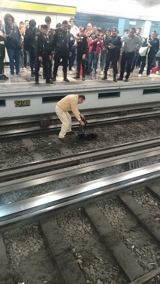 CorresponsalsMX's tweet photo. 🚇GATITO ES RESCATADO EN VÍAS DEL METRO ZAPATA🐈⬛
⚡️Un minino fue puesto a salvo luego de haber llegado a las vías por donde pasa el #Metro en ambos sentidos.
#cdmx #gatios #mininos
🚨Elementos de la #PBI se hicieron cargo de salvaguardarlo.
🚇La corridas fueron interrumpidas, pero luego de unos minutos se reactivó.
Fotos: @Gposiadeoficial