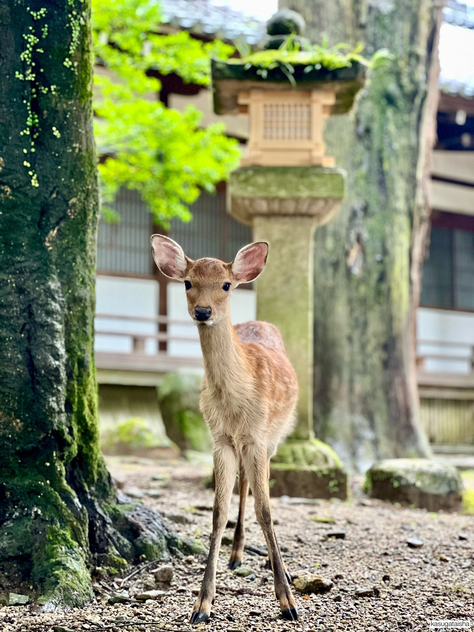 春日大社 kasugataisha shrine on X: 春日大社 kasugataisha shrine on X: