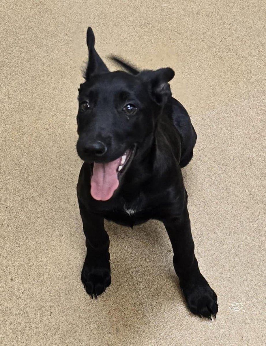 A handsome TEN week old puppy, Ivory #244737 arrived as a stray, likely struggling to survive in the summer heat and thought he was being brought to safety. Not a chance. He's now RED LISTED in Apple Valley CA and at risk of losing his life at anytime. A baby who's ready, and