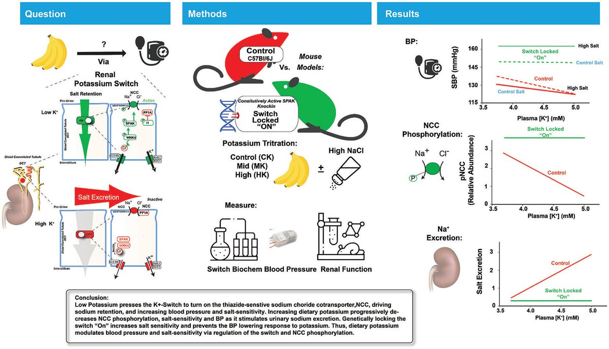 Hypertension (@hyperaha) on Twitter photo ~~NeXt WeEk~~
Please join @PAWellingMD for a #HypHIP Live Author Chat with <a href="/DrDudenbostel/">Tanja Dudenbostel, MD, FASH, FAHA</a>
Tuesday Sept 10, noon-13:00 UTC
Potassium-Switch Signaling Pathway Dictates Acute Blood Pressure Response to Dietary Potassium ahajrnls.org/4beaS5u ~~NeXt WeEk~~
Please join @PAWellingMD for a #HypHIP Live Author Chat with <a href="/DrDudenbostel/">Tanja Dudenbostel, MD, FASH, FAHA</a>
Tuesday Sept 10, noon-13:00 UTC
Potassium-Switch Signaling Pathway Dictates Acute Blood Pressure Response to Dietary Potassium ahajrnls.org/4beaS5u