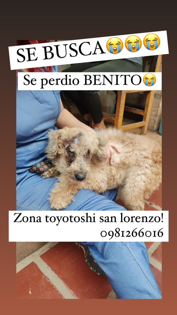 salvandohocicos's tweet photo. URGENTE ‼️‼️
X el amor de Dios!!!! Hoy fue adoptado hace unas horas y se acaba de escapar de su adoptante!!!!!
No tiene un ojito 😭😭😭😭 tiene q tomar su medicamento xfavor SUPLICO ME AYUDEN Y LE RETENGAN SI LE VEN EL TIENE MUCHO MIEDO‼️

URGENTE COMPARTAN

0981266016 https://t.co/QVTgJwJIhR