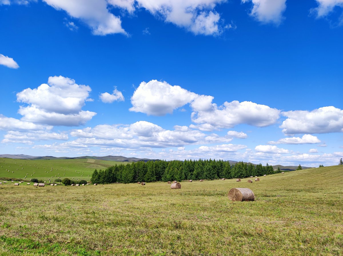 Hay harvest Hulunbuir. Welcome to join us here!
