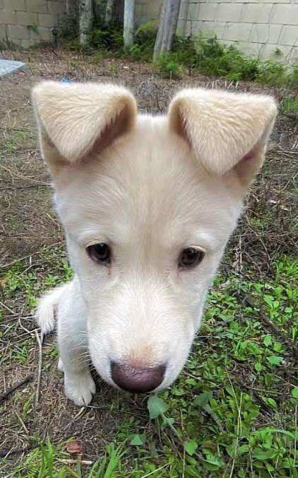 first time watching one piece and bro??? could they be related???