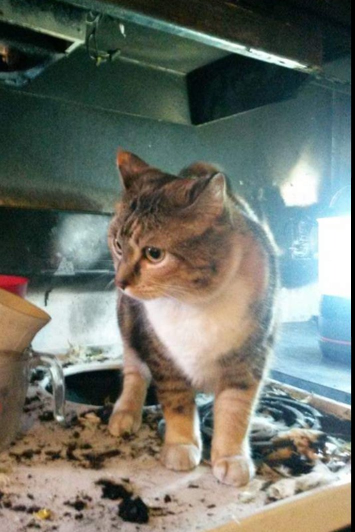 JoshsFanClub's tweet photo. My cat accidentally turned on our kitchen stove, when she jumped off/on, she turned on a burner.  We were not using it and had stuff on it.  It caused a small fire, but i got a water hose out side. I put it out, but now i have bronchitis.  We were able to repair it. https://t.co/DchF0llJtT