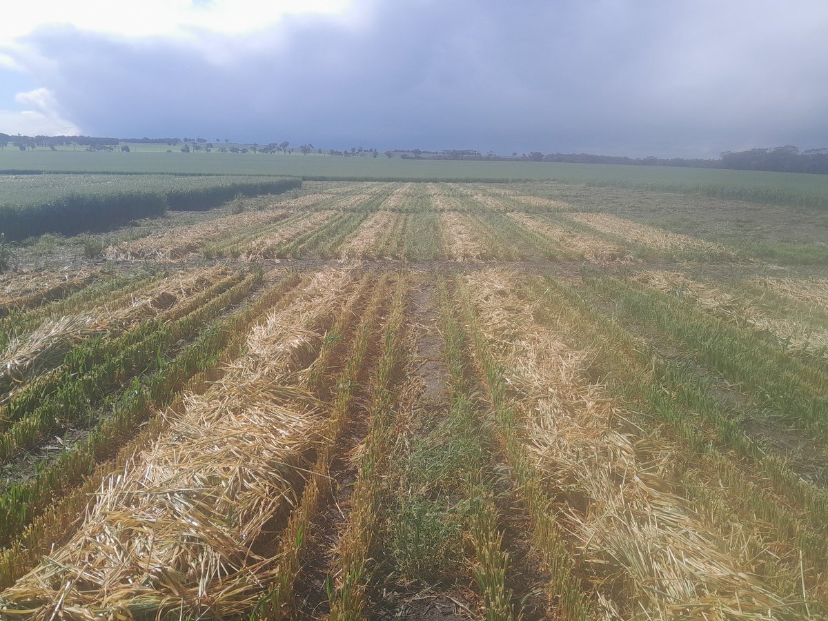Our management of weather damage in oaten hay trial has had a few drops of rain just in time for the Highbury #Oatspo field walk next week.
🤞 we will have some nice visual differences to show you all on the day
<a href="/DPIRDbroadacre/">DPIRD Broadacre - WA Grains & Livestock</a> <a href="/AgriFuturesAU/">AgriFutures Australia</a>
#protectingWAcrops