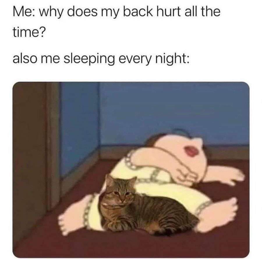 catshouldnt's tweet image. 