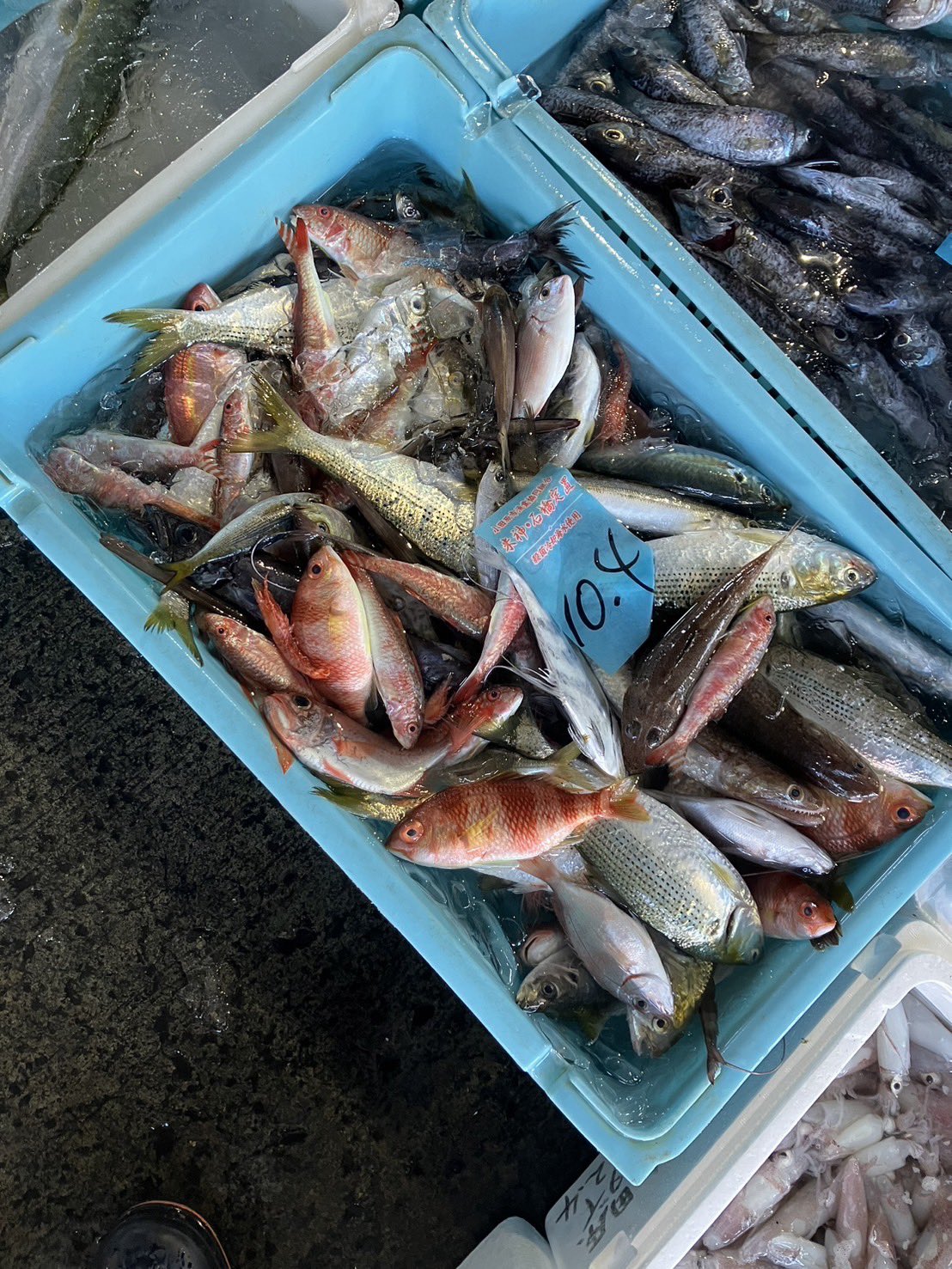 おまかせ鮮魚セット お試しコース 3〜4種類 送料無料 海鮮ギフト