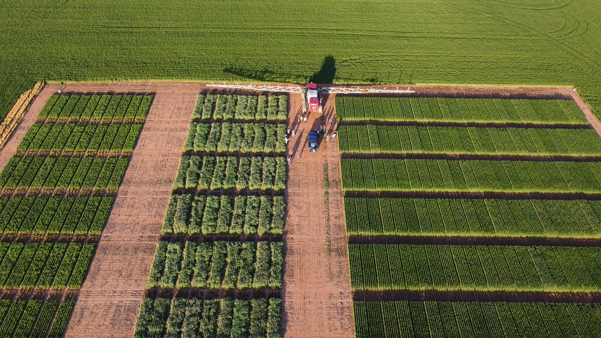 Synergy Ballidu Agronomy Group taking a tour through the wheat,peas and lentils at NVT Dalwallinu. #NVTProvider <a href="/GRDC_NVT/">GRDC National Variety Trials (NVT)</a> <a href="/InterGrain1/">InterGrain</a> <a href="/agtbreeding/">AGT</a> <a href="/BreedersPlant/">LongReach Plant Breeders</a>