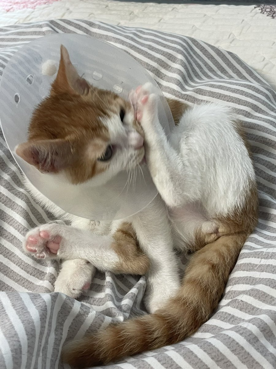 chloe_pen_'s tweet photo. 많이 고양이 되었음 https://t.co/ssIZLF3hgy