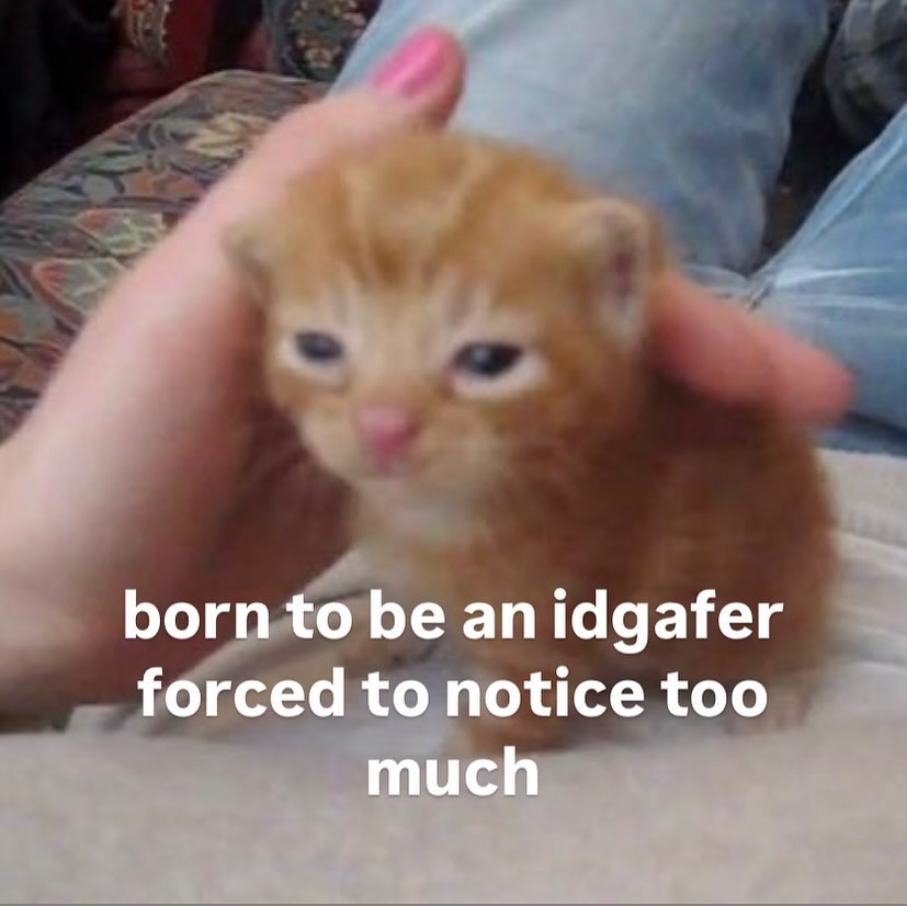 smol silly cat tweet media