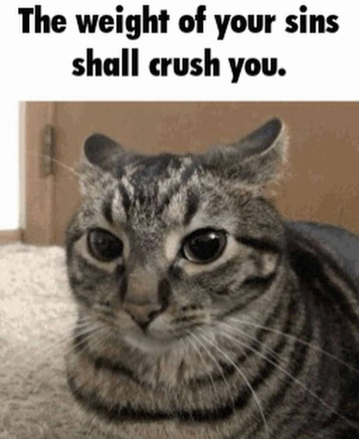 DontShowYourCat's tweet image. 