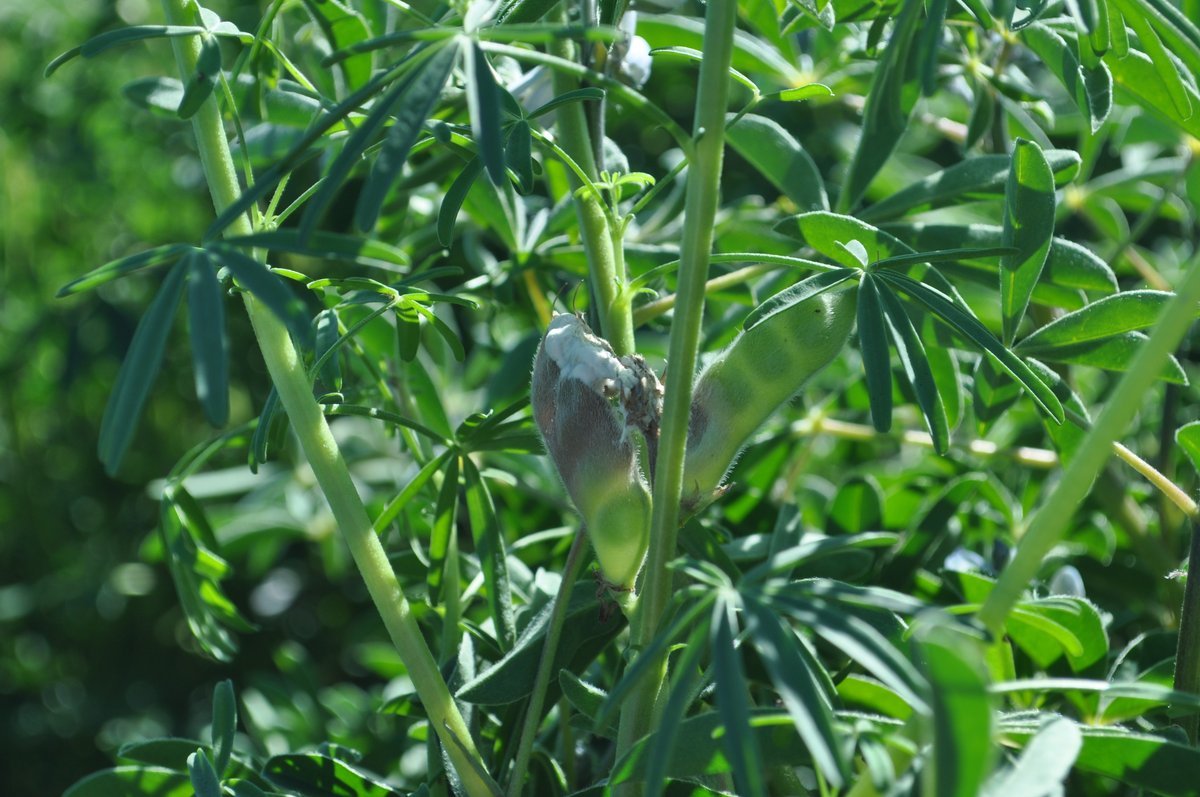 Discover the latest breakthroughs in WA's grain invertebrate pests and disease surveillance 🌾🔍 Cutting-edge insights in the latest edition of the #ProtectingWACrops newsletter 👉
agric.wa.gov.au/newsletters/pw…