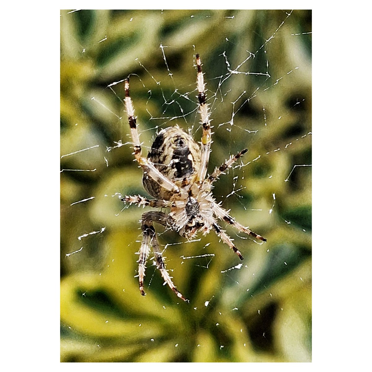 It's one of my favourite times of year, and I'm not even that much of a spider lover. #biodiversity