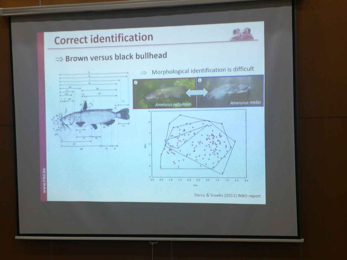 Rein Brys shows usefulness of e-DNA and metabarcoding for detection and identification of #InvasiveAlienSpecies in freshwaters, used in Belgium on American bullfrog, Misgurnus anguillicaudatus and Black Bull head, works in progress on Coypu and Muskrat <a href="/neobiota2024/">Neobiota 2024</a>.