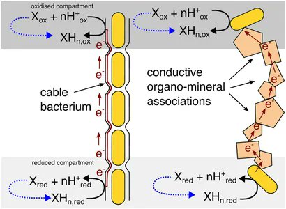 Congratulations to Ian Marshall on his new publication! 🤩Can a single redox reaction, forward and reverse with the same products and substrates, power a microbe? With a concentration difference driving the reaction, thermodynamics says yes. Read more here frontiersin.org