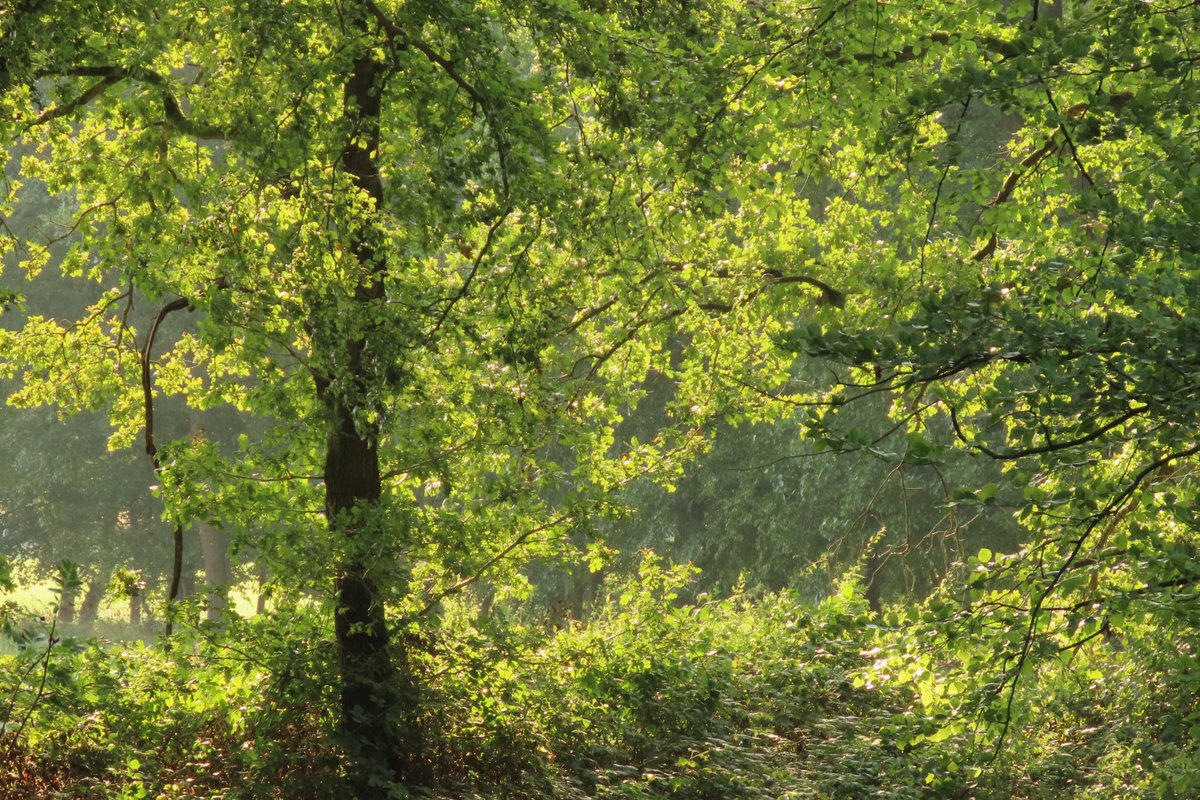 Elsbeth Kwant tweet media